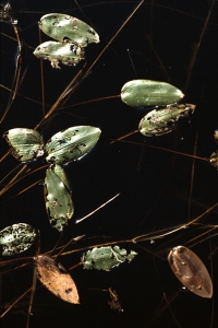 Gäddnate, Potamogeton natans