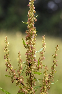 Gårdsskräppa, Rumex longifolius