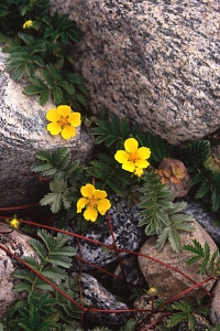 Gåsört, Argentina anserina