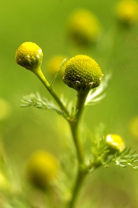 Gatkamomill, Matricaria discoidea