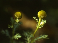 Gatkamomill, Matricaria discoidea, Matricaria suaveolens