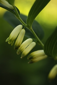Getrams, Polygonatum odoratum