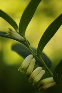 Getrams, Polygonatum odoratum