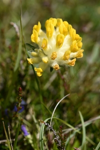 Getväppling, Anthyllis vulneraria