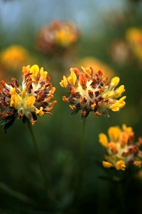 Getväppling, Anthyllis vulneraria