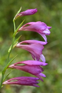 Tidig sabellilja, Gladiolus italicus