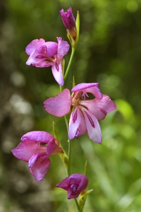Tidig sabellilja, Gladiolus italicus