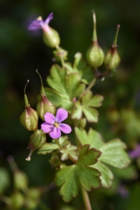 Glansnäva, Geranium lucidum