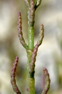 Glasört, Salicornia europaea