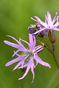 Gökblomster, Lychnis flos-cuculi, Silene flos-cuculi
