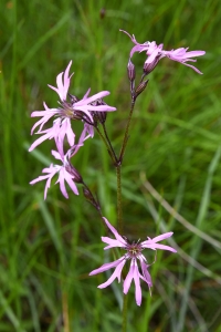 Gökblomster, Lychnis flos-cuculi