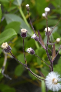 Gråbinka, Erigeron acer, erigeron acris