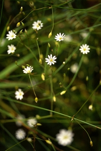 Grässtjärnblomma, Stellaria graminea