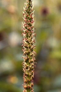 Groblad, Plantago major