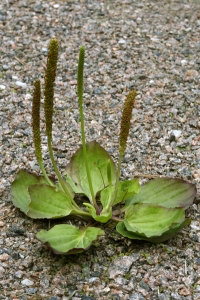 Groblad, Plantago major