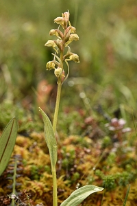 Grönkulla, Coeloglossum viride