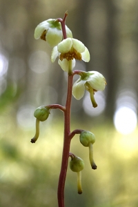 Grönpyrola, Pyrola chlorantha
