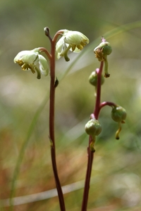 Grönpyrola, Pyrola chlorantha