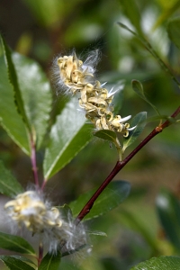 Grönvide, Salix phylicifolia
