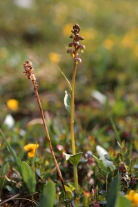 Grönkulla, Dactylorhiza viride, Coeloglossum viride