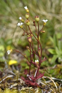 Grusbräcka, Saxifraga tridactylites