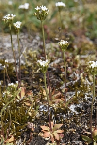 Grusviva, Androsace septentrionalis