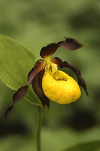 Guckusko, Cypripedium calceolus