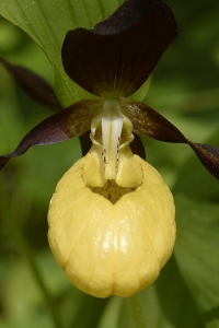 Guckusko, Cypripedium calceolus