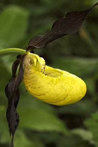Guckusko, Cypripedium calceolus