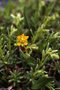 Gullbräcka, Saxifraga aizoides