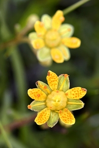 Gullbräcka, Saxifraga aizoides