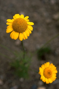 Gullkrage, Glebionis segetum