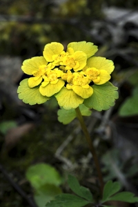 Gullpudra, Chrysosplenium alternifolium