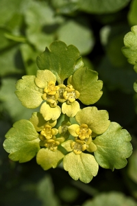 Gullpudra, Chrysosplenium alternifolium