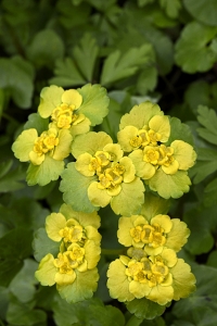 Gullpudra, Chrysosplenium alternifolium