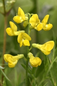 Gulvial, Lathyrus pratensis