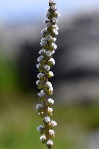 Havssälting, Triglochin maritima