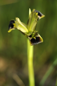 Änkeiris, Hermodactylus tuberosus, Hermesfinger