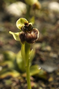 Humleofrys, ofrys, Ophrys bombyliflora