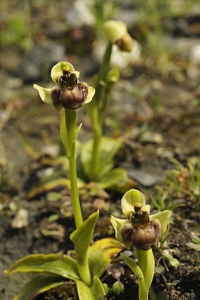 Humleofrys, ofrys, Ophrys bombyliflora