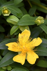 Prakthyperikum, Hypericum calycinum