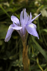 Iris germanica