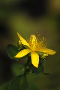 Fyrkantig johannesört, Hypericum maculatum