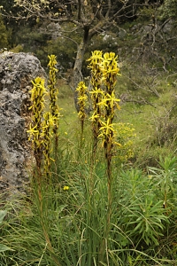 Junkerlilja, Asphodeline lutea