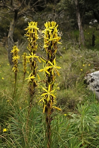 Junkerlilja, Asphodeline lutea