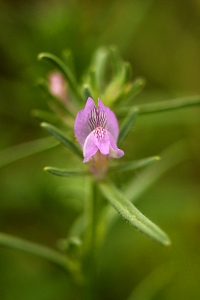 Kalvnos, Misopates orontium