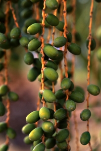Kanariepalm, Phoenix canariensis