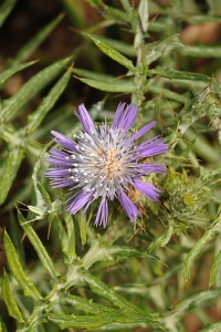 Klinttistel, Galactites tomentosa