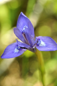 Knöliris, Gynandriris sisyrinchium, iris, Moraea sisyrinchium