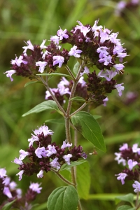 Kungsmynta, Origanum vulgare
